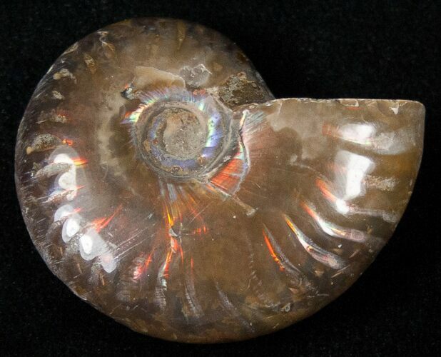 Flashy Red Iridescent Ammonite - Wide #16672